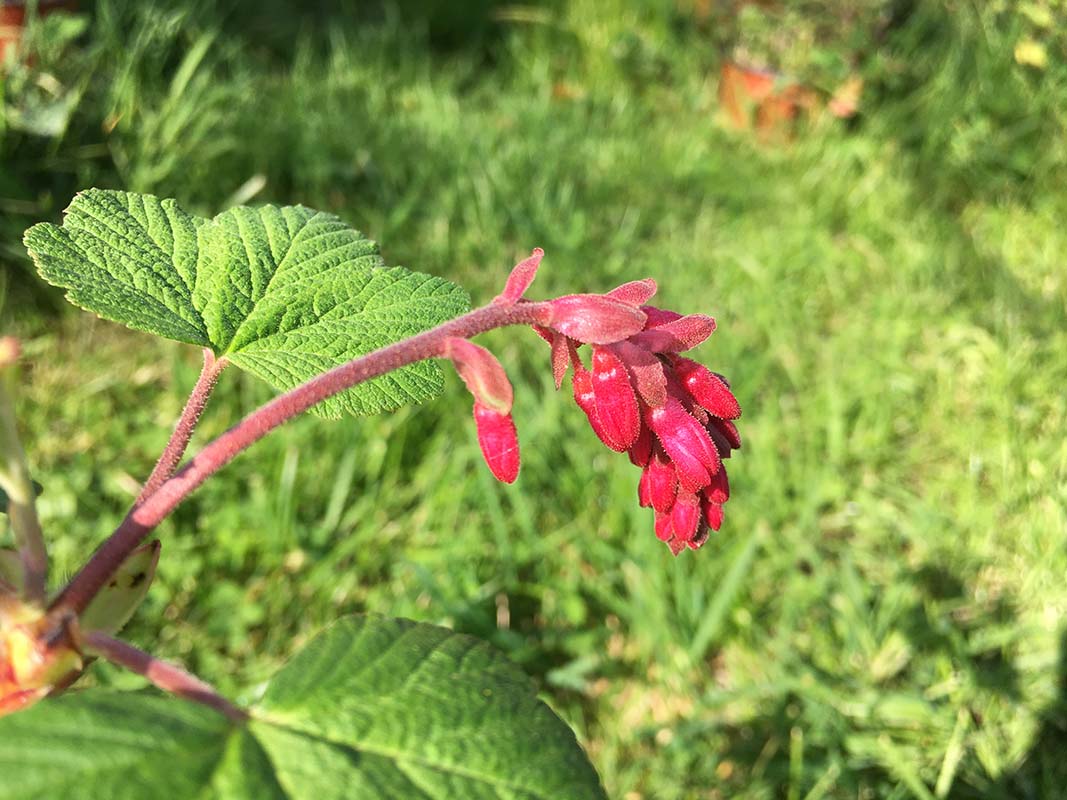 Ribes sanguineum